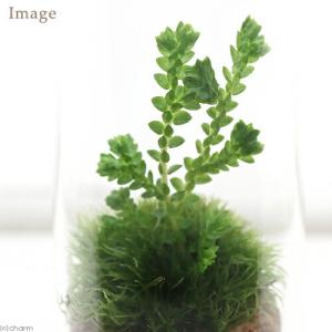 (観葉植物)苔テラリウム 3種の苔セット 苔を...の詳細画像2