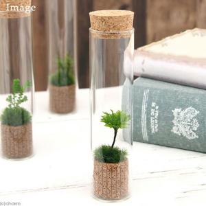 (観葉植物)苔テラリウム 3種の苔セット 苔を...の詳細画像3