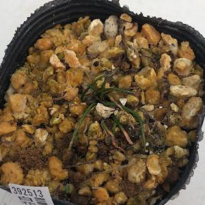 （山野草）白花イトラッキョウ　２．５号（１ポット）家庭菜園（休眠状態）