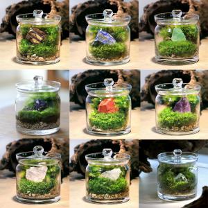 （観葉植物）苔テラリウム　どんな石が届くかお楽しみ！　鉱石レイアウト　ガラスポットＳ（１個）説明書付　完成品
