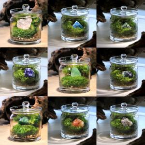 (観葉植物)苔テラリウム どんな石が届くかお楽...の詳細画像1