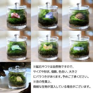 (観葉植物)苔テラリウム どんな石が届くかお楽...の詳細画像2