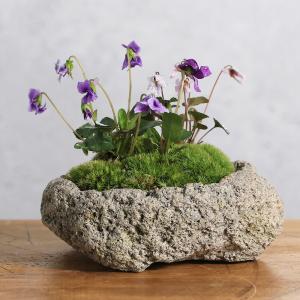 (山野草)苔盆栽 スミレ(菫)3種寄せ植え 白溶...の商品画像