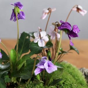 (山野草)苔盆栽 スミレ(菫)3種寄せ植え 白...の詳細画像1