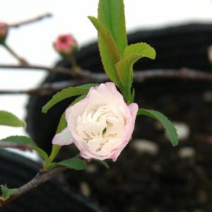 (山野草)盆栽 ニワザクラ(庭桜、プルヌス グラ...の商品画像