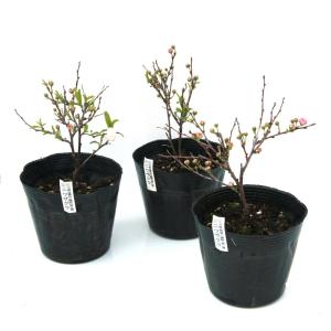 (山野草)盆栽 ニワザクラ(庭桜、プルヌス グ...の詳細画像2