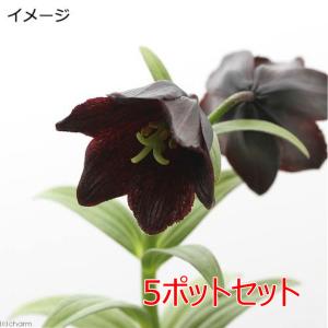 （山野草）ユリ（百合）クロユリ　開花終了株（黒百合）３〜４号（５ポットセット）