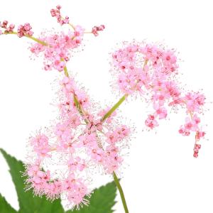 (山野草)キョウカノコ(京鹿の子)3号(1ポット)の商品画像