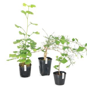 （山野草）盆栽　変わり葉イチョウ３点セット（斑入り、糸葉、ラッパ葉）（休眠状態）