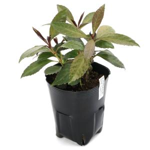 (山野草)千両 ダークショコラ(カラス葉千両)...の詳細画像2