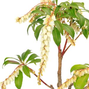 （盆栽）アセビ（馬酔木）　白花　４号（１鉢）