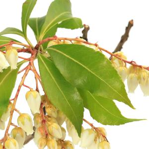 (盆栽)アセビ(馬酔木) 白花 4号(1鉢)の詳細画像1