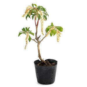 (盆栽)アセビ(馬酔木) 白花 4号(1鉢)の詳細画像2