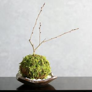 (盆栽)苔玉 品種おまかせ サクラ(桜)受け皿...の詳細画像1