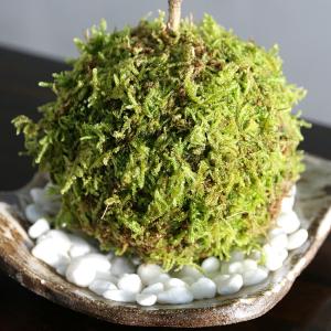 (盆栽)苔玉 品種おまかせ サクラ(桜)受け皿...の詳細画像2