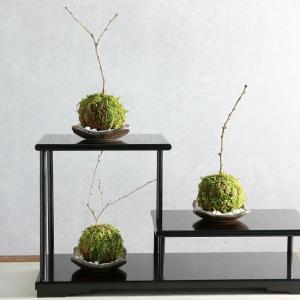 (盆栽)苔玉 品種おまかせ サクラ(桜)受け皿...の詳細画像3