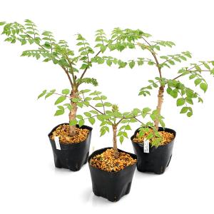 （山野草）山菜　タラの木（タラの芽）　３．５号（１ポット）家庭菜園