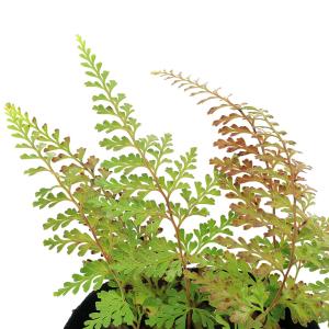 （山野草）シダ（羊歯）ホラシノブ（洞立忍）３号（１ポット）常緑性多年草