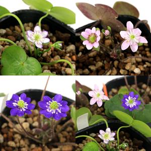(山野草)ユキワリソウ(雪割草)二段咲き 花色お...の商品画像