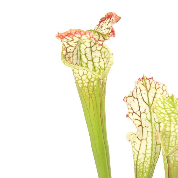 （食虫植物）サラセニア　レウコフィラ　ライブ　オーク　クリーク　３号（１ポット）
