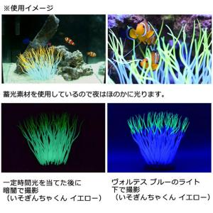 カミハタ いそぎんちゃくん M オレンジ 水槽...の詳細画像3