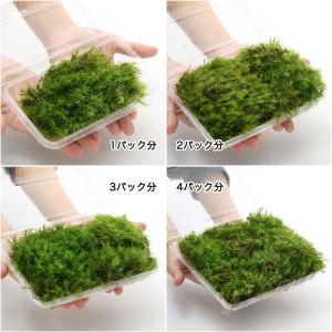 (観葉植物)テラリウム 苔 シッポゴケ 2パック分の詳細画像1