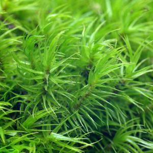 (観葉植物)テラリウム 苔 シッポゴケ 2パック分の詳細画像2