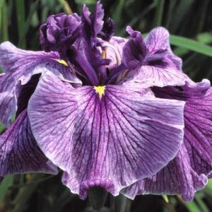 （ビオトープ）水生植物　花菖蒲　稲妻（イナズマ）肥後系大輪白地赤紫花（１ポット）