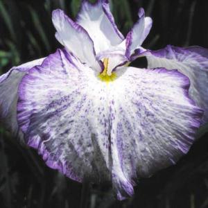 （ビオトープ）水生植物　花菖蒲　蛍舟（ホタルブネ）肥後系白地に紫覆輪三英花（１ポット）