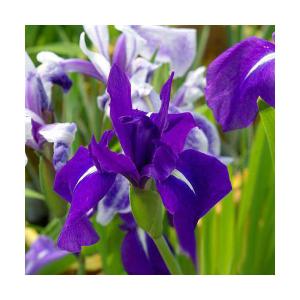 （ビオトープ）水生植物　カキツバタ　羅生門（ラショウモン）紫花（無農薬）（３ポット）
