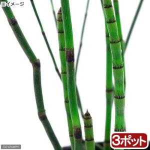 （ビオトープ）水生植物　トクサ（３ポット）　常緑性抽水〜湿生植物