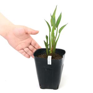 (ビオトープ)水生植物 アローアルム(ペルタン...の詳細画像1