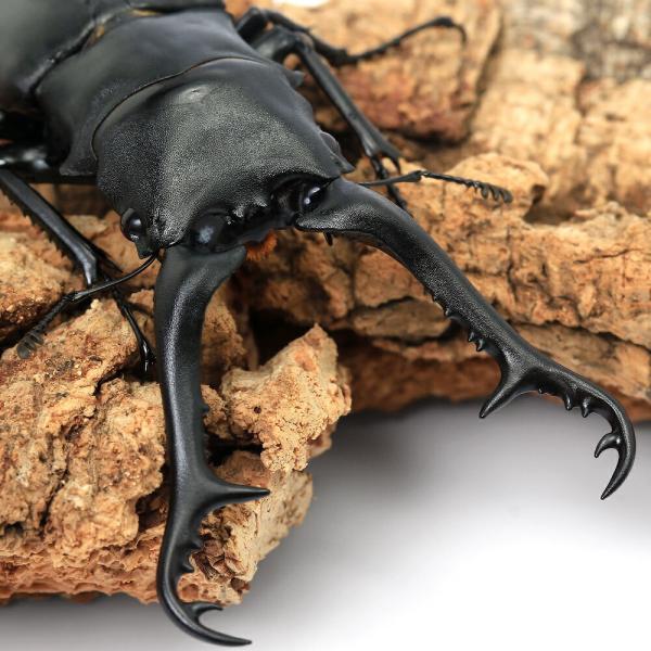 （昆虫）ギラファノコギリクワガタ（亜種ケイスケ）フローレス産　成虫　１００〜１０４ｍｍ（１ペア）