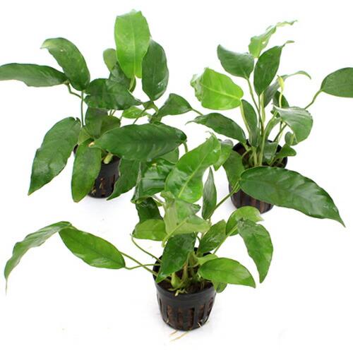 （水草）アヌビアス　ショート＆シャープ（３ポット分）