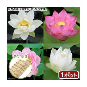（ビオトープ）蓮　ハス　花色おまかせハス　品種記載あり（１ポット分）　すだれ付き（休眠状態）