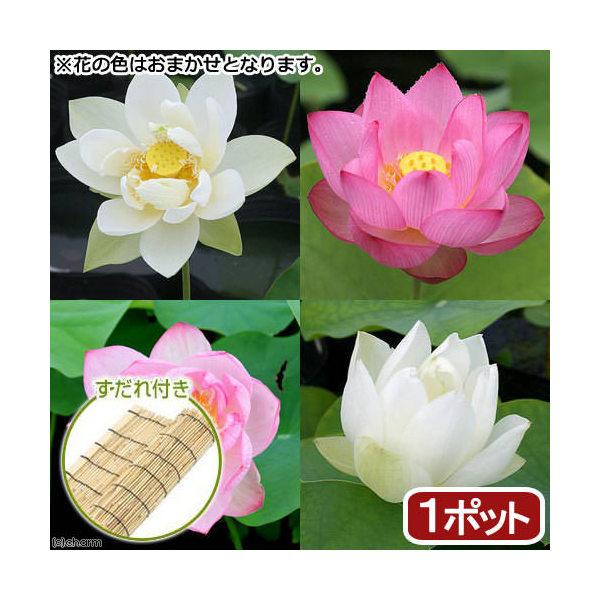 （ビオトープ）蓮　ハス　花色おまかせハス　品種記載あり（無農薬）（１ポット）　すだれ付き
