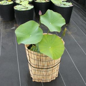 (ビオトープ)蓮 ハス 花色おまかせハス 品種...の詳細画像1