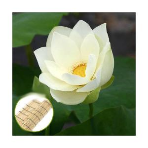(ビオトープ)蓮 ハス(黄) 黄花蓮(キバナハス...の商品画像