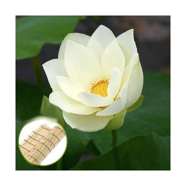 （ビオトープ）蓮　ハス（黄）　黄花蓮（キバナハス）（無農薬）（１ポット）　すだれ付き