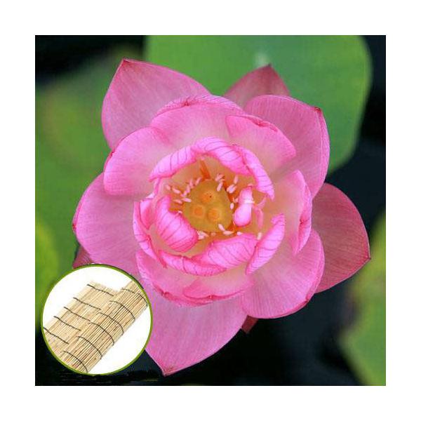 （ビオトープ）蓮　ハス（桃）　火花（ヒバナ）（１ポット）　すだれ付き
