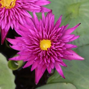 （ビオトープ）睡蓮　熱帯性睡蓮（スイレン）（濃桃）　スカーレット　フレイム　（１ポット）（休眠状態）