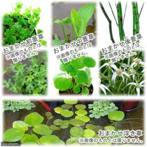 (ビオトープ)おまかせ水生植物レイアウトセット...の詳細画像2