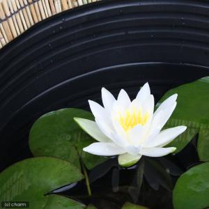 (ビオトープ)(めだか)お手軽睡蓮(スイレン)...の詳細画像1