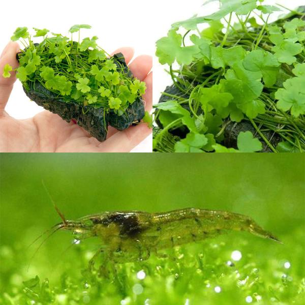 （エビ）（水草）巻きたて　オーストラリアン　ノチドメ付き風山石　Ｓサイズ＋ミナミヌマエビ付（水中葉）