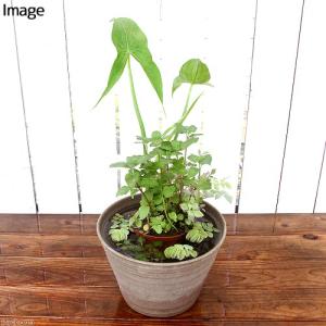 (ビオトープ)水生植物 メダカの鉢にも入れられ...の詳細画像1