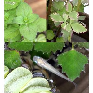 (ビオトープ)水生植物 メダカの鉢にも入れられ...の詳細画像2