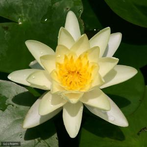 (ビオトープ)睡蓮 温帯性睡蓮(スイレン) 黄...の詳細画像1