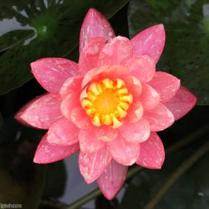 (ビオトープ)睡蓮 温帯性睡蓮(スイレン)(桃...の詳細画像1