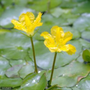 （ビオトープ）水生植物　アサザ（５ポット）　浮葉植物（休眠状態）