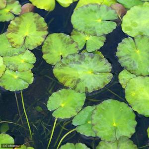 (ビオトープ)水生植物 アサザ(無農薬)(5ポ...の詳細画像1